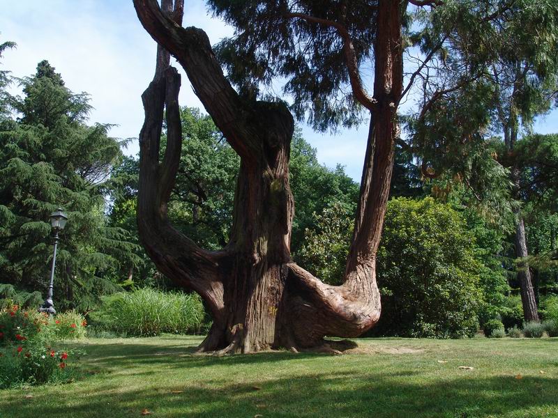 Calocedrus decurrens - Libocedro